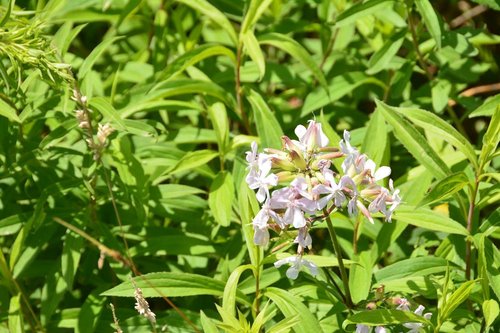 DSC_7617kicsi